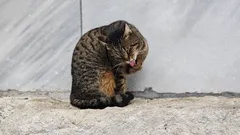 Katsokaa nyt näitä kasvoja: viehättäviä Istanbulin kissoja valokuvaajamme linssin läpi