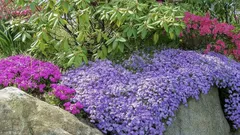 Parhaat matalat perennat etualalle: huoltovapaa kukkapenkki